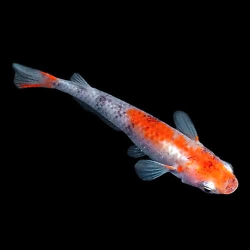 紀州三色めだか 5匹セット　[紀州三色 メダカ]