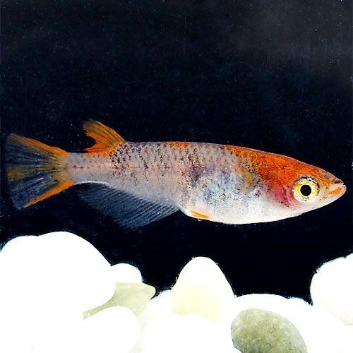 【24時間以内発送】 紀州三色めだか 5匹セット　[紀州三色 メダカ] 【PET7743893694】(26991円)