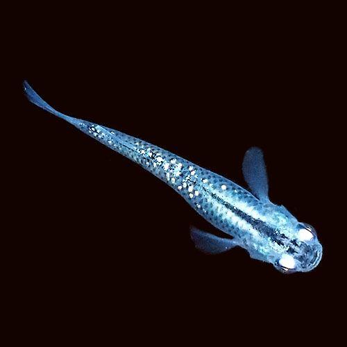 青ラメみゆき 幹之 めだか 5匹セット 青ラメ幹之 ミユキ メダカ Md 0000 四季めだか 通販 Yahoo ショッピング