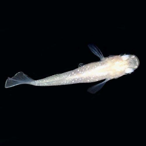 (メダカ) 白系ラメヒカリめだか 未選別 稚魚(SS〜Sサイズ) 30匹セット / 白 ラメ ヒカリ ホタル 淡水魚｜4seasons-medaka｜02