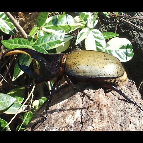 昆虫) ヘラクレスオオカブト 成虫 Sサイズ ♂84mm ヘラクレス 昆虫) ヘラクレスオオカブト 成虫 Sサイズ ♂84mm ヘラクレス