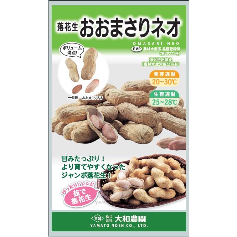 大和農園 落花生種子 おおまさりネオ 18粒 小袋 おおまさりの後継品種