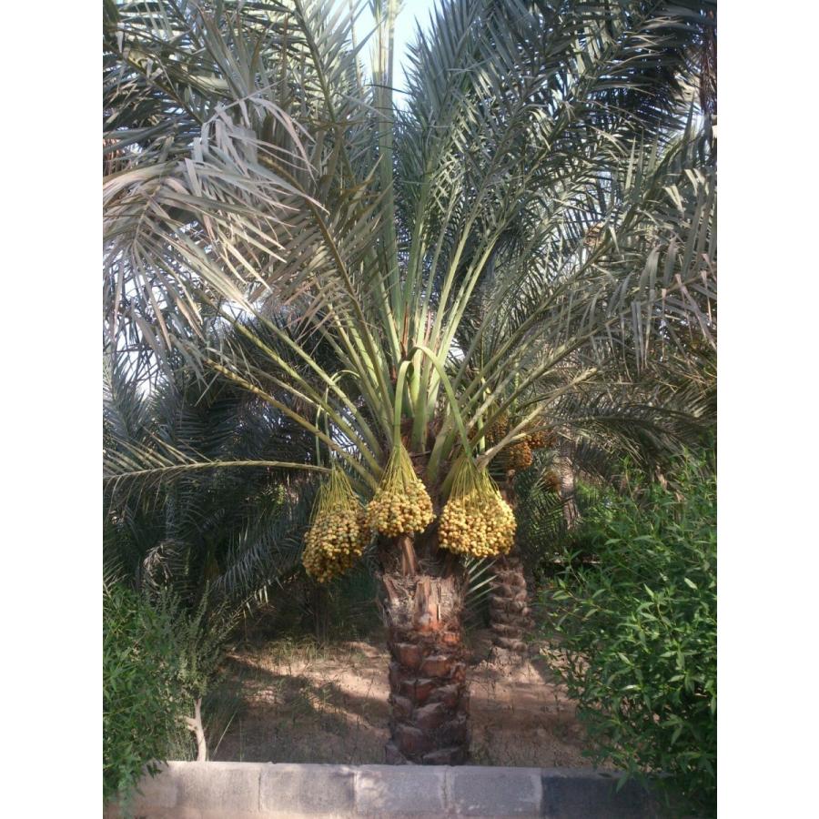 デーツ ナツメヤシの実 ドライフルーツ サイヤーデーツ 種無し 種抜き