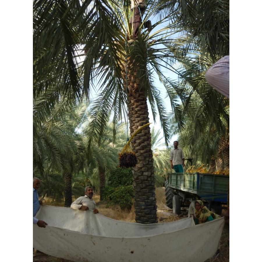 デーツ ナツメヤシの実 ドライフルーツ ピアロムデーツ 種あり 1kg