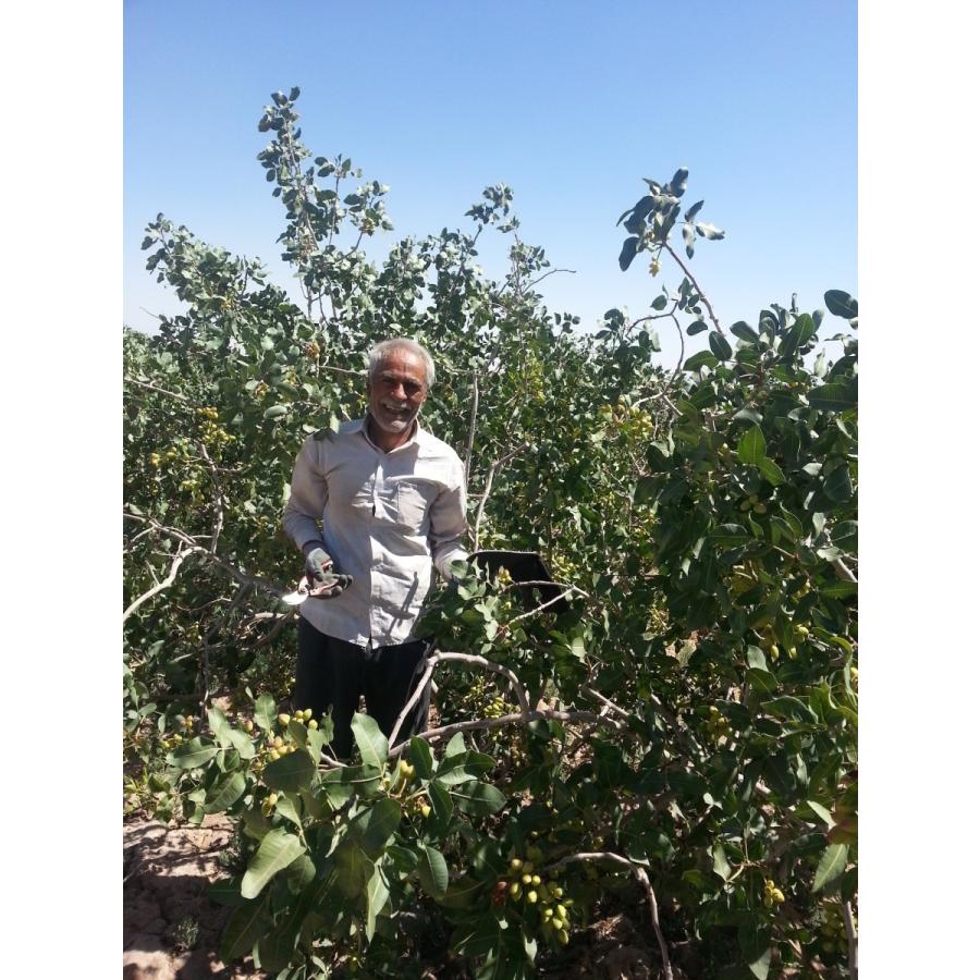 ピスタチオ グリーンピスタチオ 生 無添加 むき実 ナッツ 1kg グルメ? |  | 01