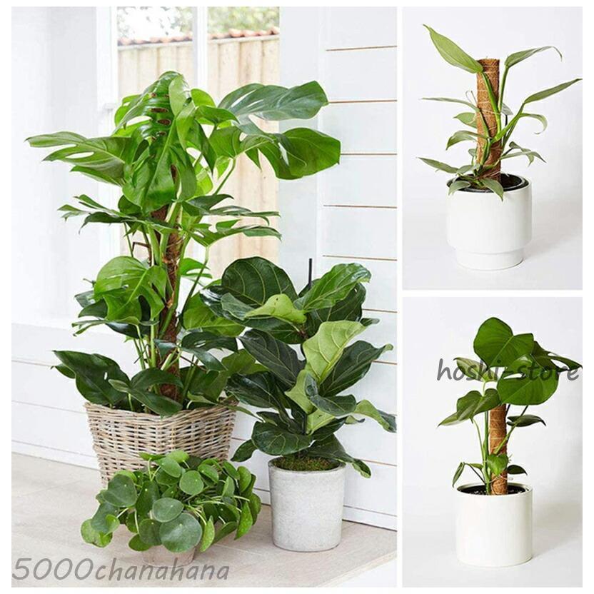 ココスティック 3本セット モンステラ 支柱 観葉植物 おしゃれ