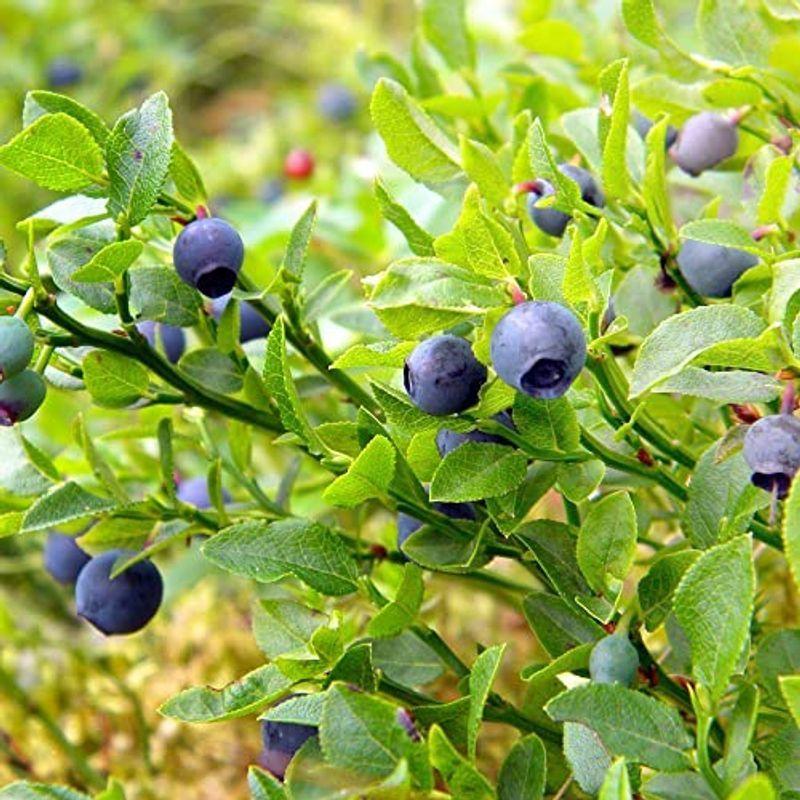 今年の新作から定番まで 2年生挿し木苗 ビルベリー ワイルドブルーベリー 5号鉢 Myrtillus ツツジ 3個セット品種で選べる果樹苗学名 Vaccinium 盆栽鋏 枝切り Www Negligenciasmedicas Com