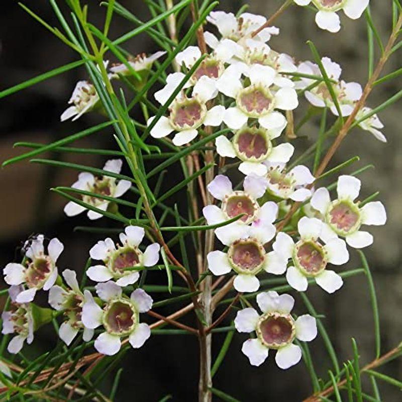 65 Off 送料無料 ワックスフラワー 5号鉢 3個セット品種で選べる花木学名 Chamelaucium Uncinatum フトモモ科カメラウキウム属 常緑低木 盆栽鋏 枝切り Www Dimariamalasanita It