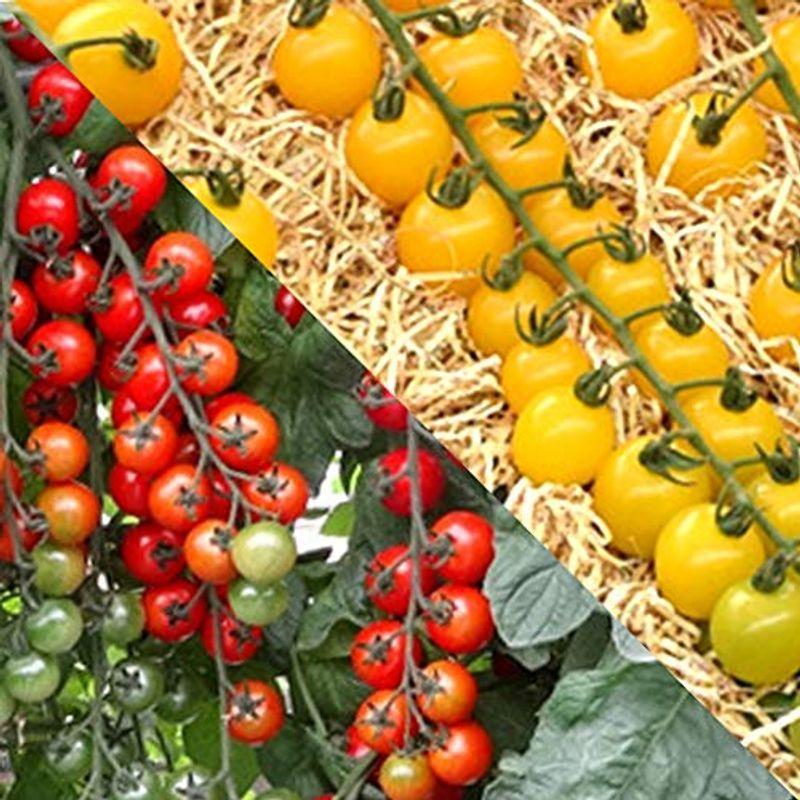 男女兼用 ミニトマト苗 ドルチェ レッドamp イエロー 赤実amp 黄色実2品種セット 野菜苗 9cmポット自根苗 レッドamp イエロー各1個セット高糖度薄皮ミニト Wantannas Go Id