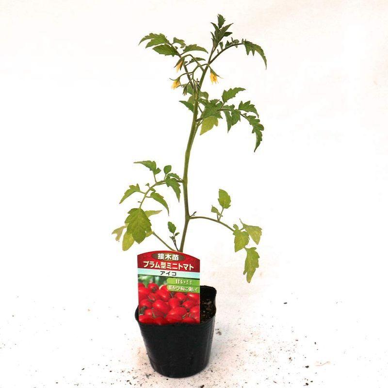 買取 ミニトマト苗 アイコ プラム型ミニトマト野菜苗 9cmポット接木苗 8個セット果肉が厚く 甘くて美味しい食べやすいプラム型の多収穫 高糖度ミ Wantannas Go Id