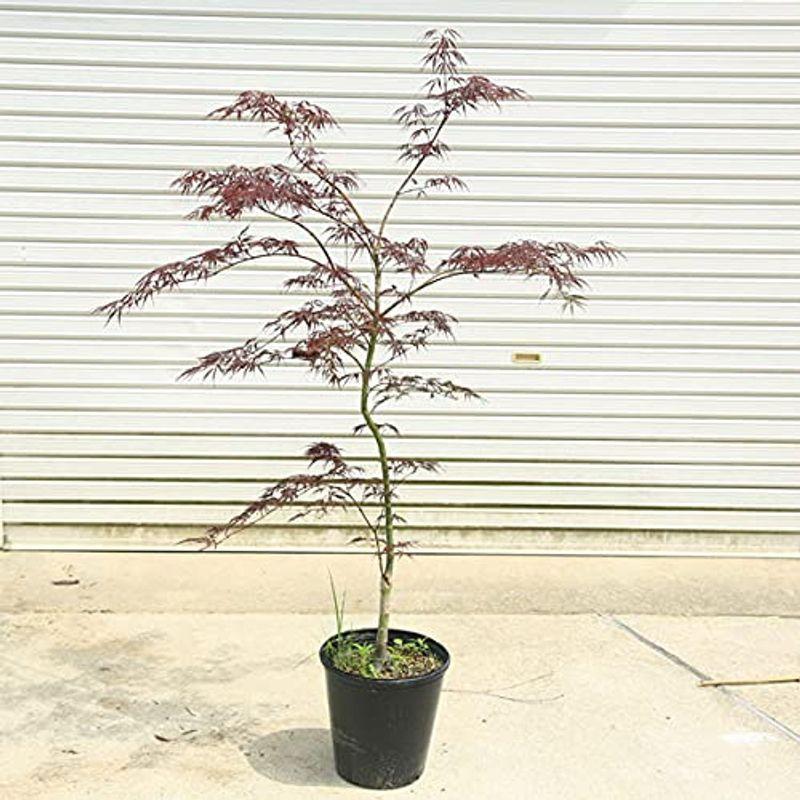 割引直販 庭木 植木 紅しだれもみじ 野村しだれもみじ 赤しだれもみじ 紅葉 自然樹形 佐川急便発送 クリアランス販売 Ssl Daikyogo Or Jp