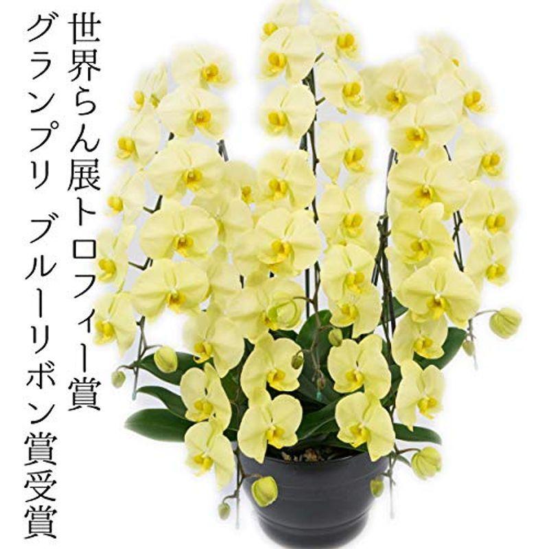 大輪胡蝶蘭 5432n1の大輪胡蝶蘭 園芸支柱 グリーンフェンス 園芸用品 假屋崎省吾氏がすすめ 世界らん展グランプリ最高位賞受賞 洋ランの鉄人の胡蝶蘭 色付けしていないながらもゴールドの希少な品種大輪胡 5432n1 木更津 アウトレット