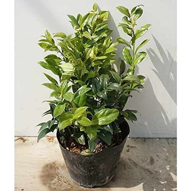 苗 苗木 60本セット ポット入り サルココッカ 樹高0 3m前後 庭木 15cmポット 大 ポット入り 苗木 植木 60 ならショッピング ランキングや口コミも豊富なネット通販 更にお得なpaypay残高も スマホアプリも充実で毎日どこからでも気になる商品を