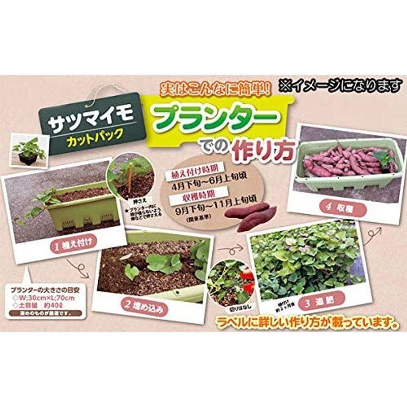 待望 サツマイモ ベニアズマ4連カットパック 2パックセットプランターで作れるサツマイモの苗 Wantannas Go Id
