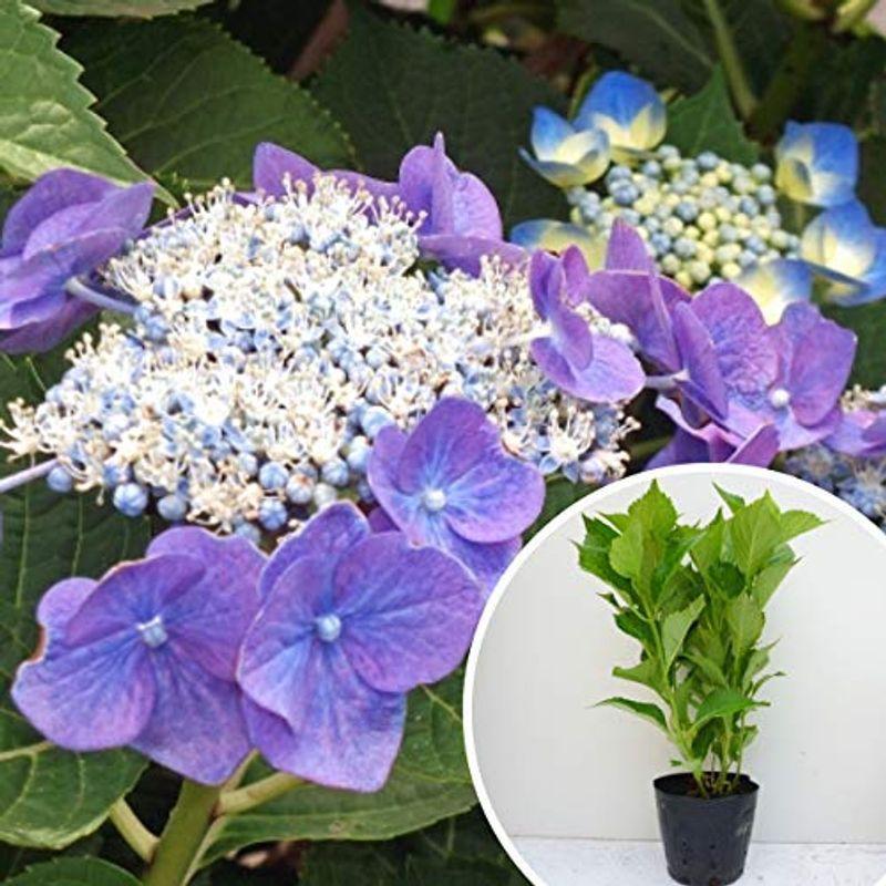 長期間耐用型 苗 苗木 15本セット ガクアジサイ 樹高0 3m前後 15cmポット 額紫陽花 がくあじさい 額あじさい 苗木 植木 苗 庭木 生け垣 1 48 Off在庫処分 花 ガーデニング 苗木 植木 Com