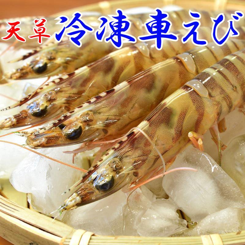 車海老 冷凍約500g 熊本天草土産 貰って嬉しい車エビ 車えび 天草特産品ショップ Ebi Reito500 天草特産品ネットステーション 通販 Yahoo ショッピング