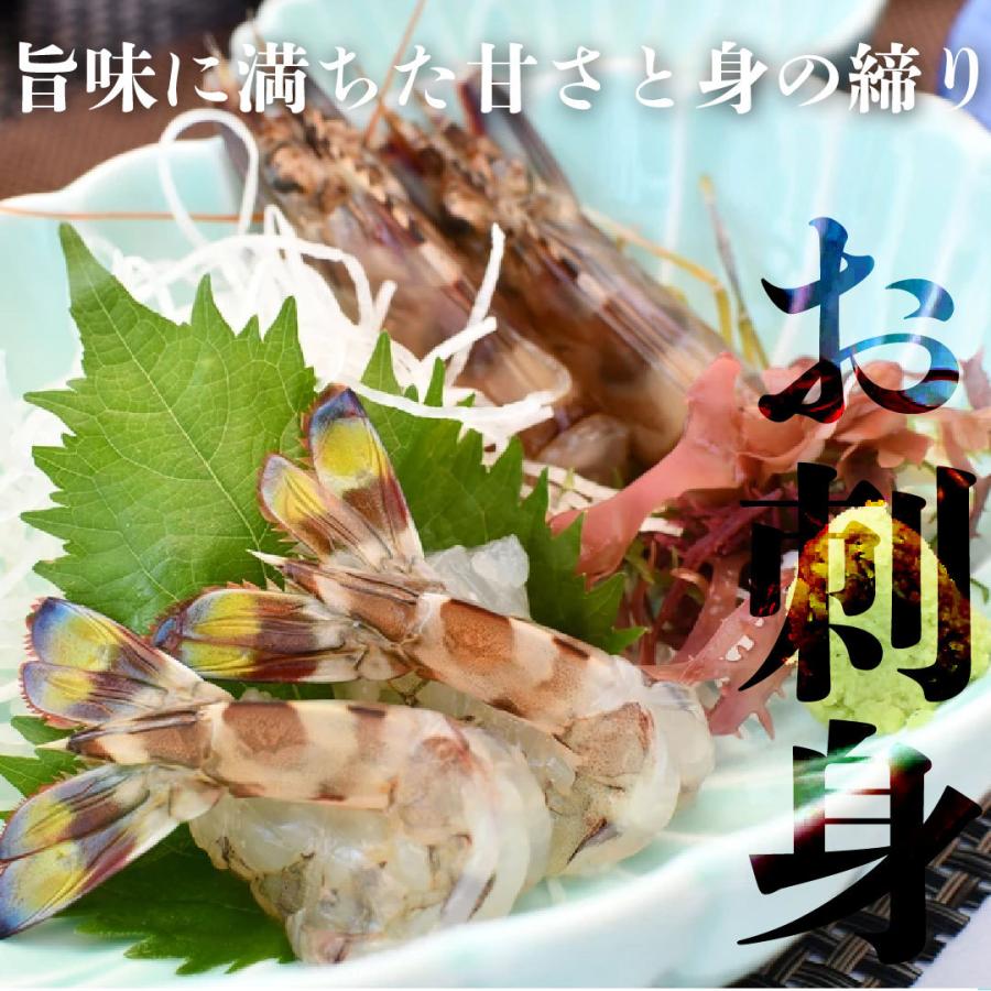 車海老 約600g プリップリの活き車えび 熊本天草土産 貰って嬉しい車エビ | 天草特産品ショップ |  | 01