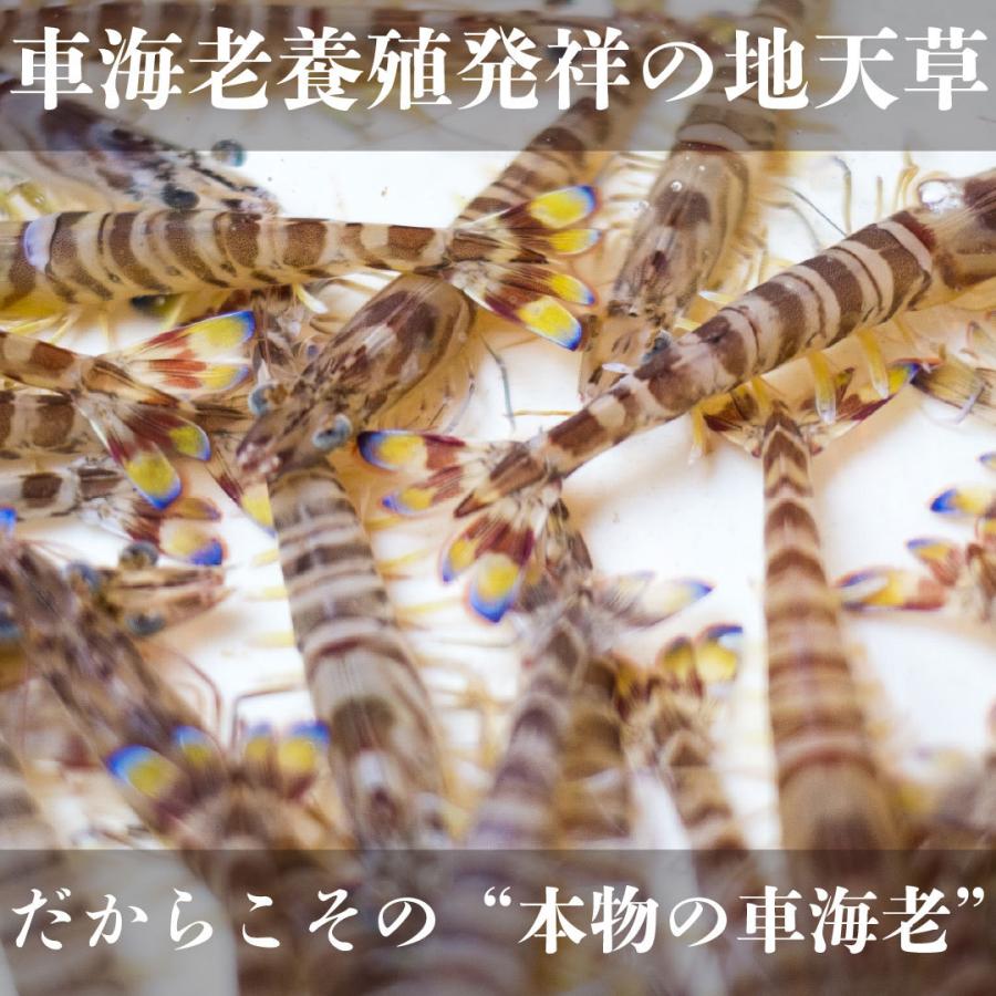 車海老 約600g プリップリの活き車えび 熊本天草土産 貰って嬉しい車エビ | 天草特産品ショップ |  | 05