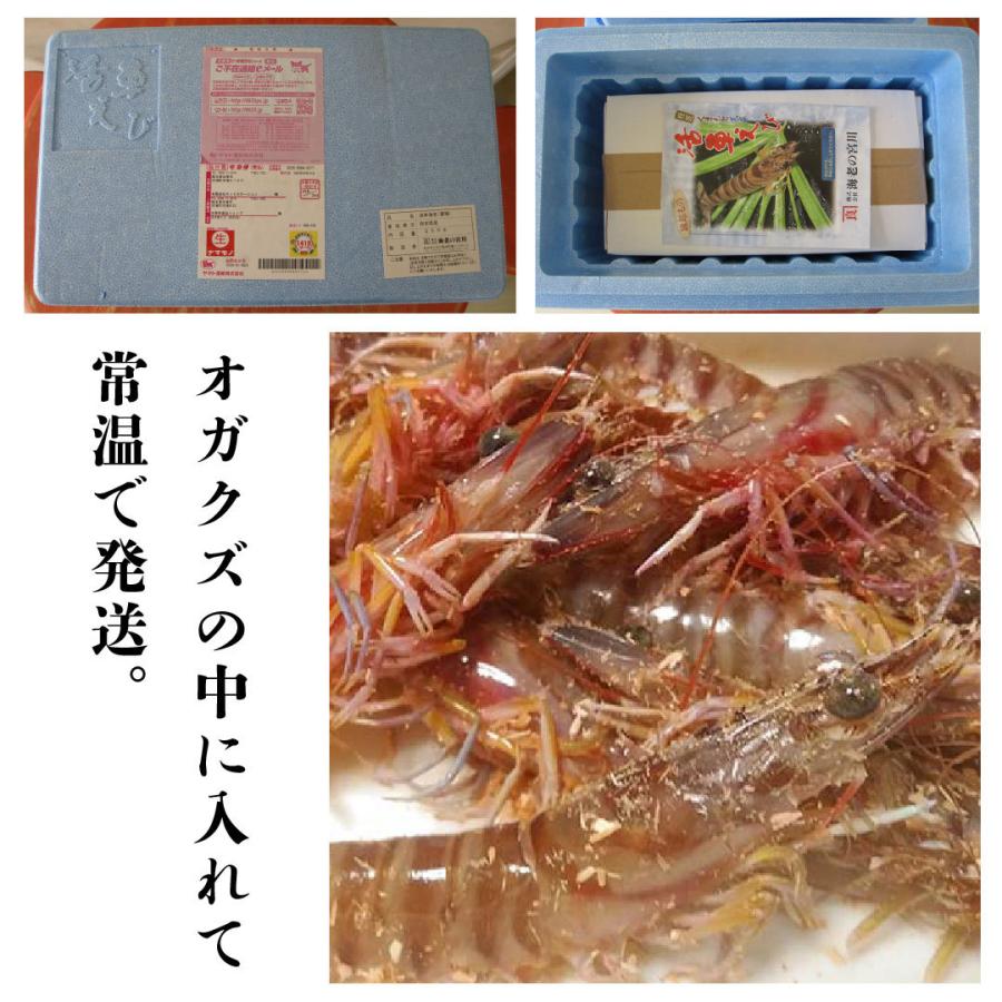 車海老 約600g プリップリの活き車えび 熊本天草土産 貰って嬉しい車エビ | 天草特産品ショップ |  | 06