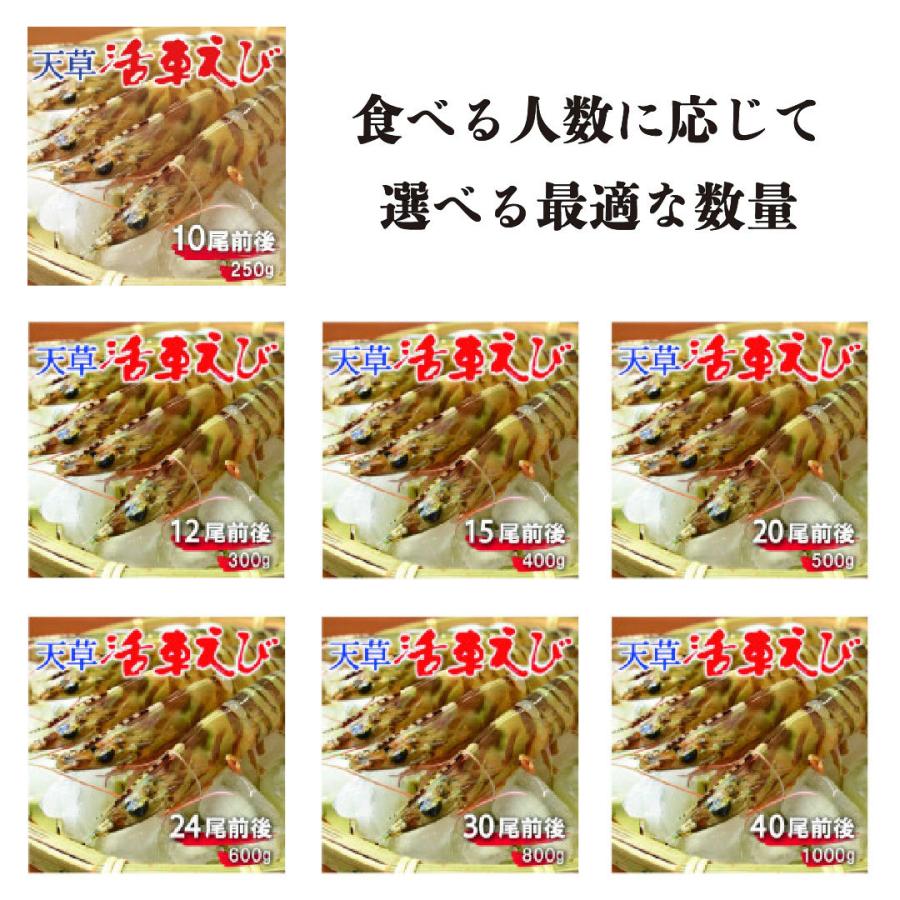 車海老 約600g プリップリの活き車えび 熊本天草土産 貰って嬉しい車エビ | 天草特産品ショップ |  | 07