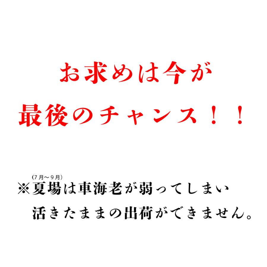 車海老 約600g プリップリの活き車えび 熊本天草土産 貰って嬉しい車エビ | 天草特産品ショップ |  | 08