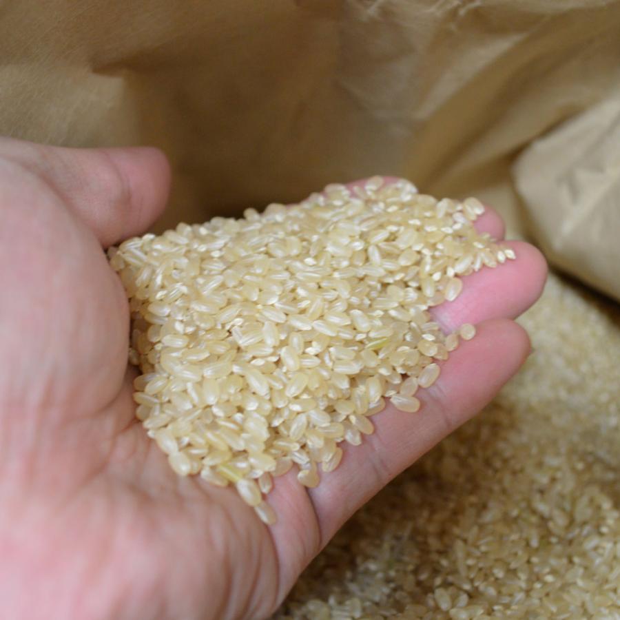コシヒカリ 予約前払でお得に早割!【令和7年産新米】玄米5kg コシヒカリ 予約前払でお得に早割!【令和7年産新米】玄米5kg