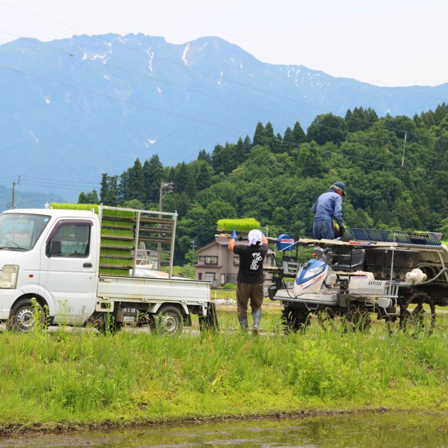コシヒカリ 予約前払でお得に早割!【令和7年産新米】玄米30kg コシヒカリ 予約前払でお得に早割!【令和7年産新米】玄米30kg