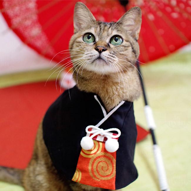 猫服 ワンタッチコーデ おめかしして袴気分 猫の着物 ゴロにゃん
