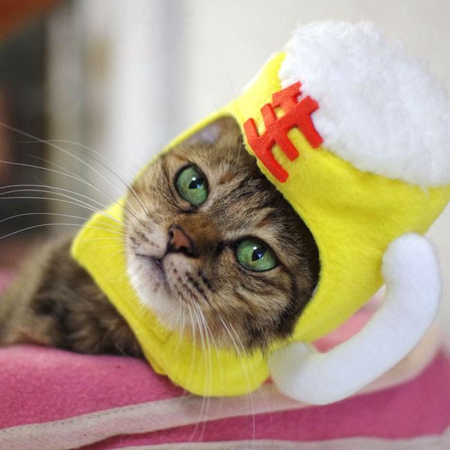 ゴロにゃんオリジナル 猫用被り物 ビールで乾杯にゃ 大ジョッキ 166 02 56nyan 猫用品ゴロにゃんヤフー店 通販 Yahoo ショッピング