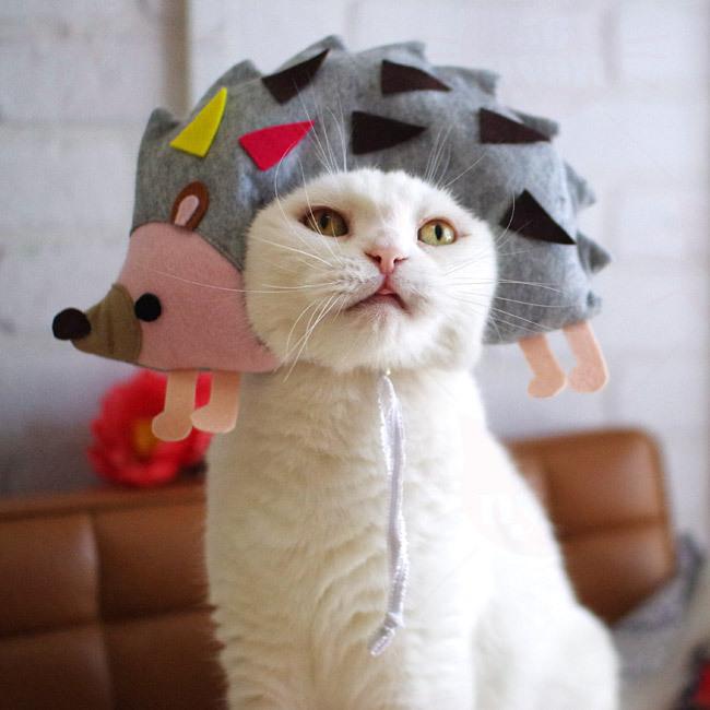 ゴロにゃんオリジナル 縁どるシリーズ はりねずみくん 猫の被り物 187 56nyan 猫用品ゴロにゃんヤフー店 通販 Yahoo ショッピング