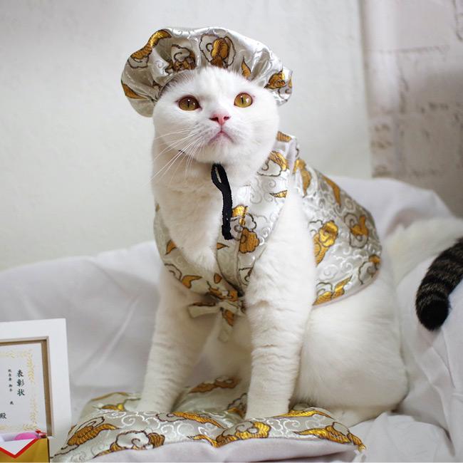 ゴロにゃんオリジナル 猫服 豪華長寿服セット こがね (37590) : 56nyan