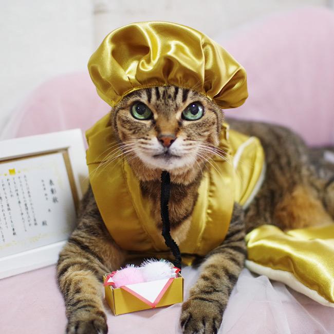 ゴロにゃんオリジナル 猫服 豪華長寿服セット こがね (37590) : 56nyan