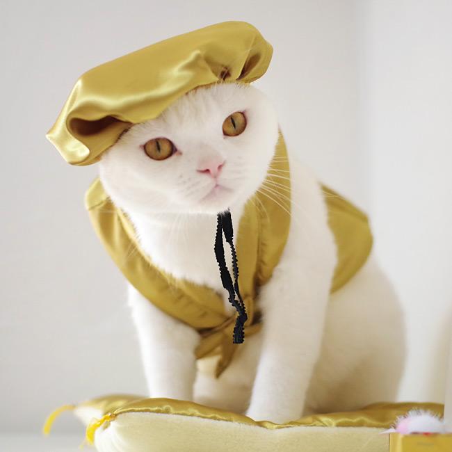 ゴロにゃんオリジナル 猫服 豪華長寿服セット こがね (37590) : 56nyan