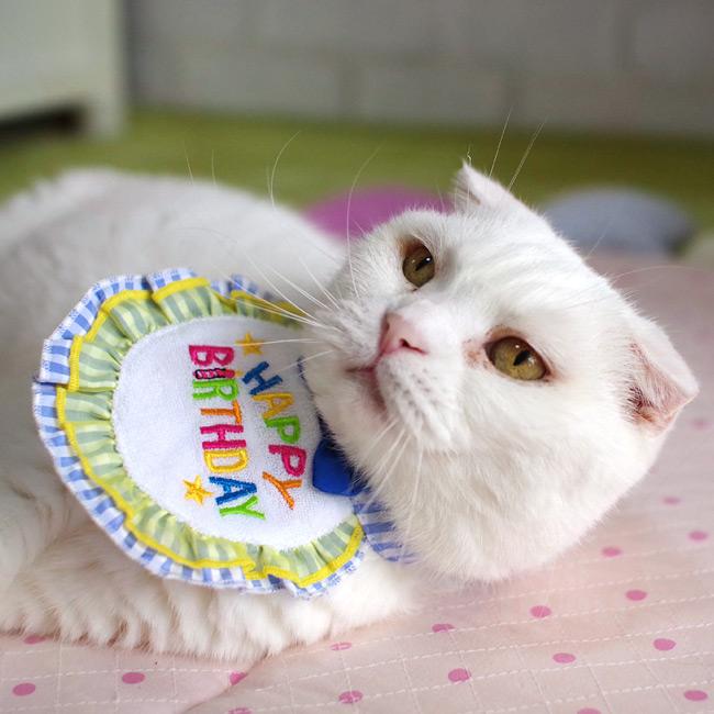 ハッピースタイ Sサイズ 猫・小型犬用 LIFELIKE ライフライク : 56nyan