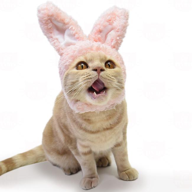 ゴロにゃんオリジナル 猫の被り物 モコモコうさぎさん : 56nyan 猫用品