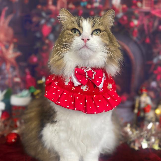 ワンタッチコーデ クリスマスふりふりフリル ゴロにゃんオリジナル 袖