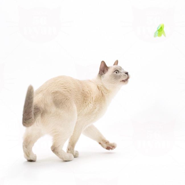 パタパタとんぼ グリーン (35701) 猫用おもちゃ ねこじゃらし : 56nyan