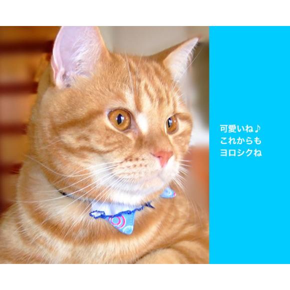 スタイ、ハロウィン限定スイートロリータ(イエロー)わんちゃん猫ちゃん