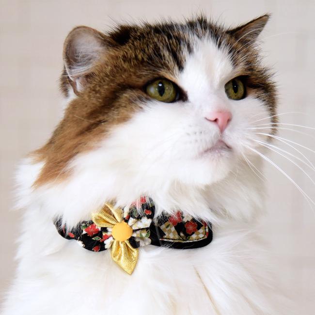 猫の首輪 ちょこえり猫首輪 夢色百景華流星 : 56nyan 猫用品ゴロにゃん