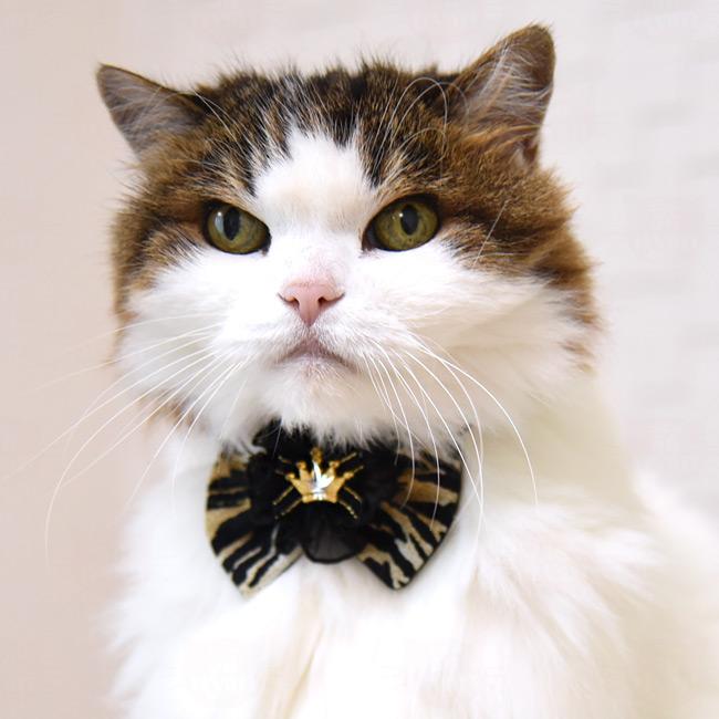 ゴロにゃんオリジナル ちょこえり猫首輪 アニマル虎っど (トラッド