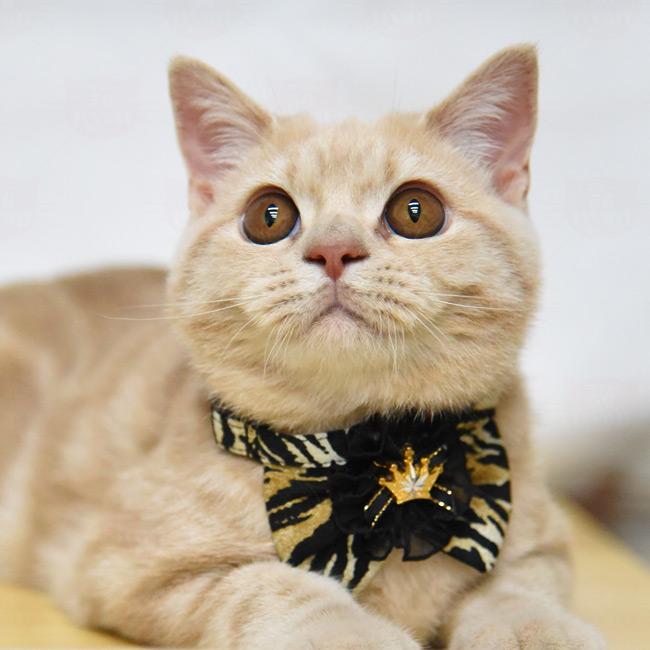 ゴロにゃんオリジナル ちょこえり猫首輪 アニマル虎っど (トラッド