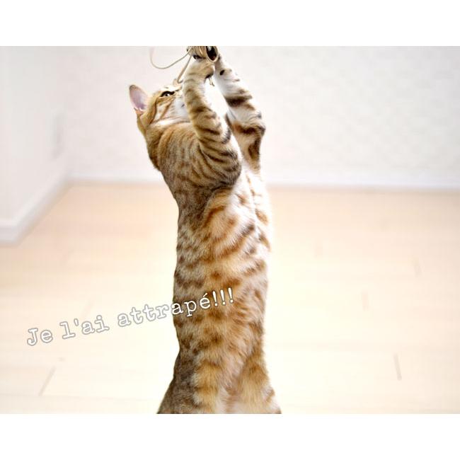 PURRfect レザーバウンサー (01560) Vee Enterprises製 ロングセラー