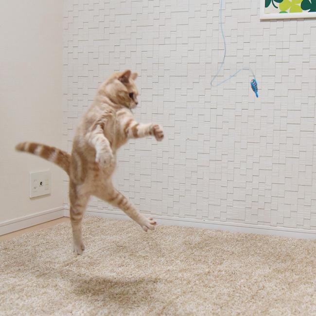 ゴロにゃんオリジナル 猫用おもちゃ とびつくにゃんじゃらし お魚