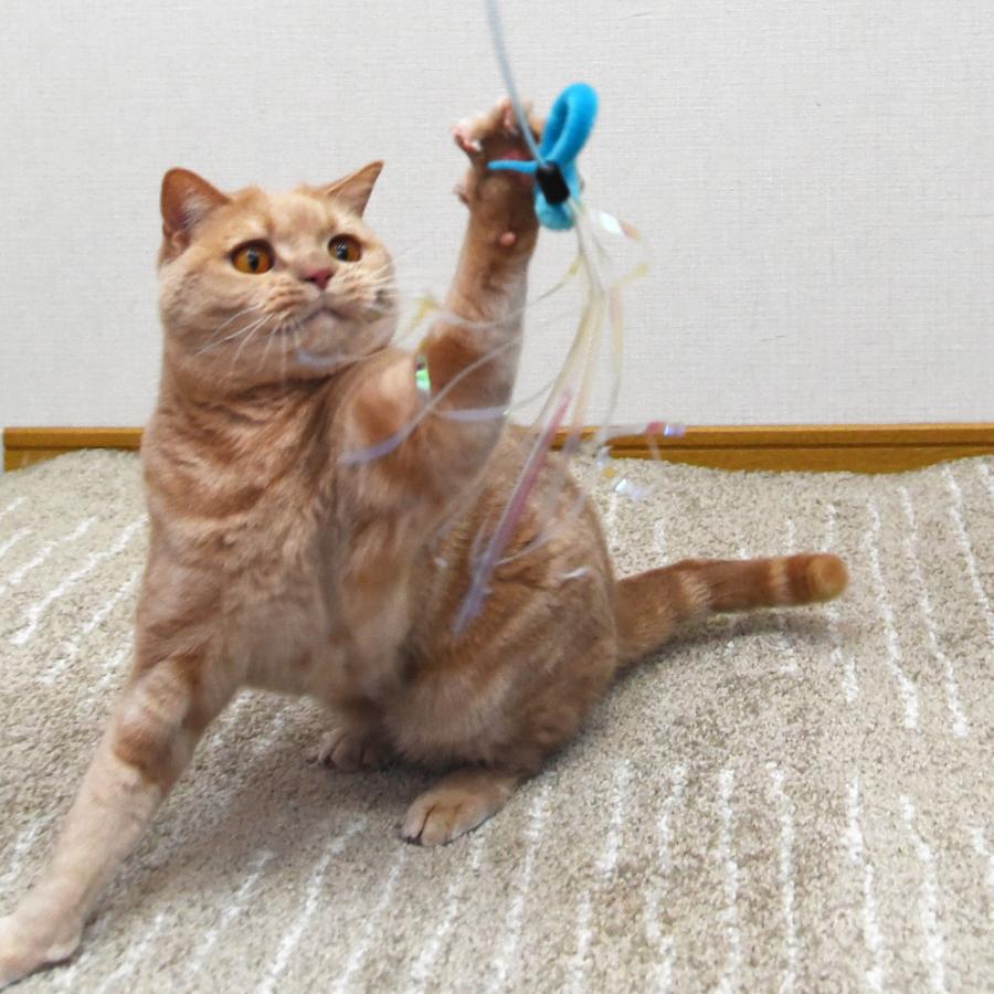 猫壱 にゃんじゃらし mofusand 猫用おもちゃ モフサンド : 56nyan 猫