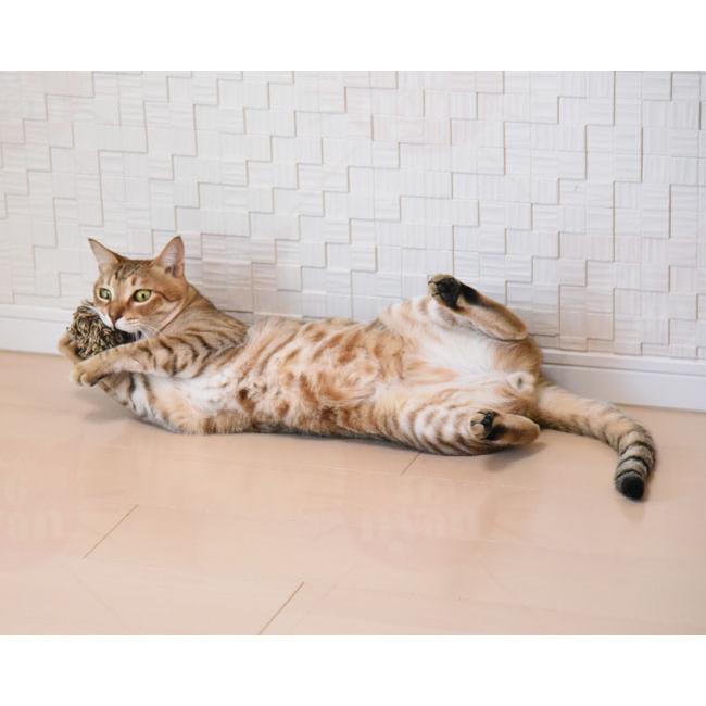猫のおもちゃ プラッツ GiGwi メロディチェイサーB : 56nyan 猫用品