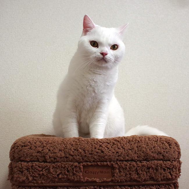 キャティーマン HOT HOME ネコの暖かいわが家 (38678) 2階建て 屋上