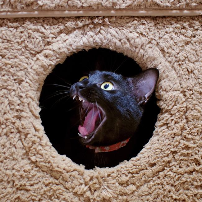 キャティーマン HOT HOME ネコの暖かいわが家 (38678) 2階建て 屋上