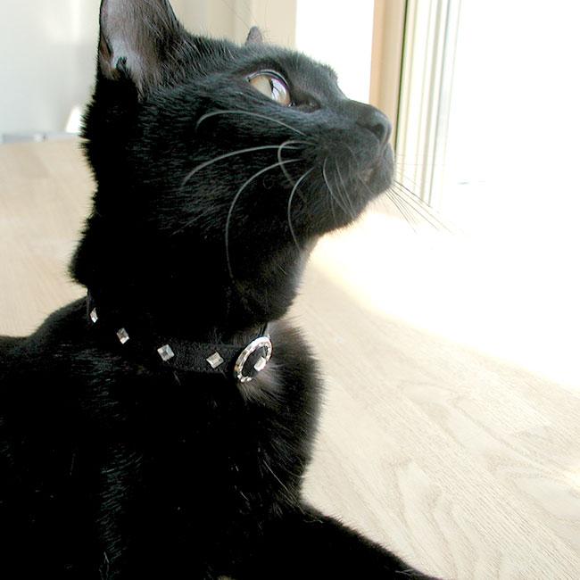 猫の首輪 ラインストーン猫首輪10ミリクール＆ビューティー Mサイズ
