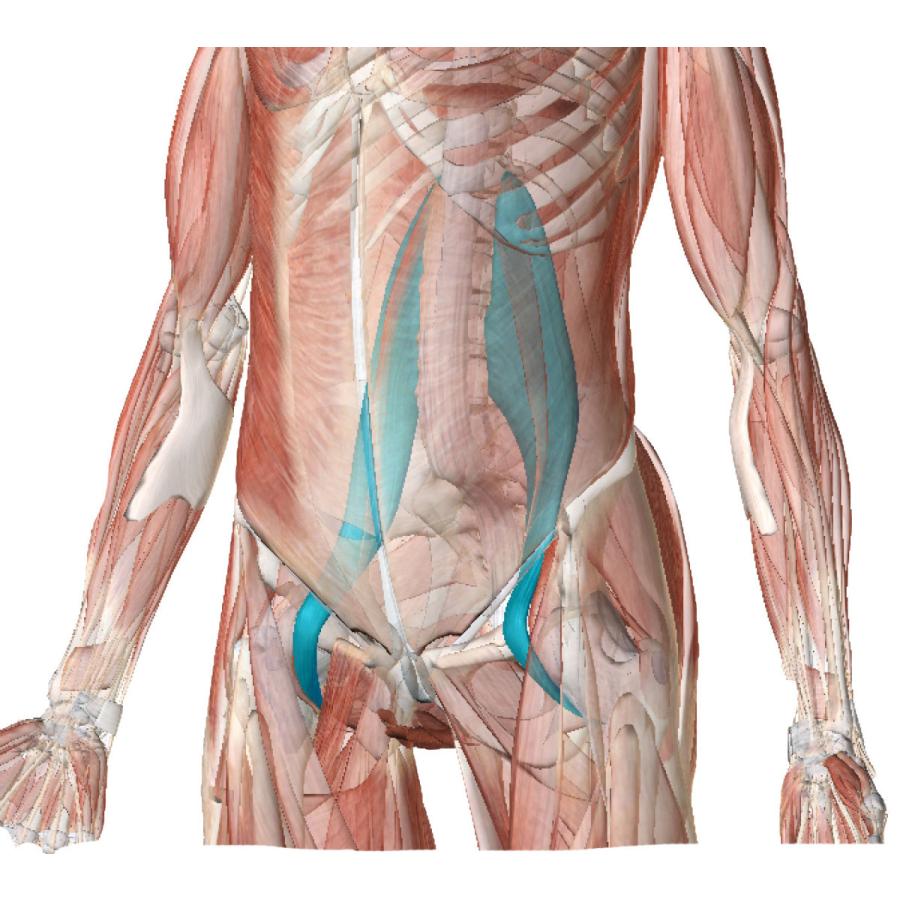 太腿に巻くだけ、腰が上機嫌 大腰筋の緊張緩和ベルト「ヨーツナー」 送料無料 ポイント10倍 ギフト プレゼント 誕生日 敬老の日 太もも 大腰筋 腰 | ユタカメイク | 10