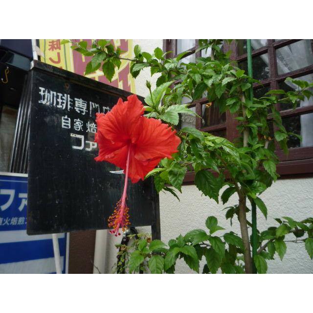 ラオス（G1）300gネコポス便 |  | 03